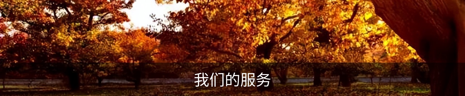 我们的服务